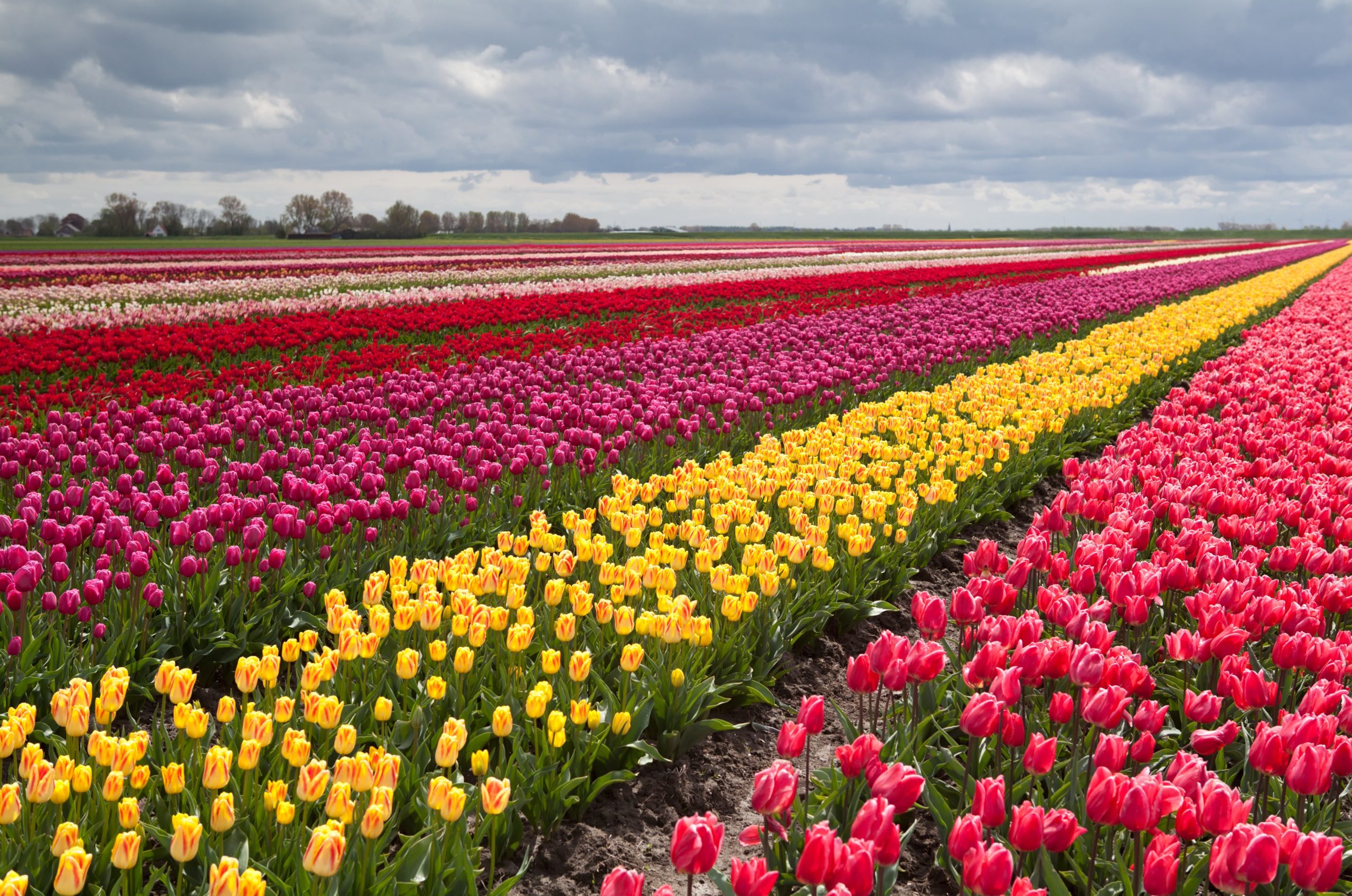 Поле тюльпанов. Амстердам тюльпановые поля. Плантации тюльпанов в Голландии. Амстердам тюльпаны плантации. Тюльпановые поля в Голландии фото.