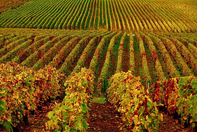 35 самых красивых виноградников мира