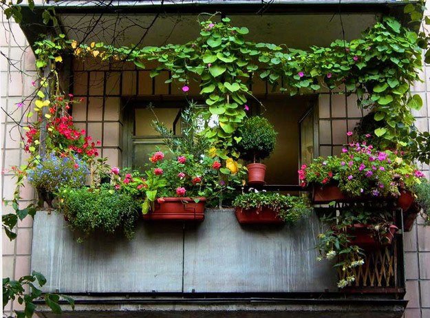 42 идеи вертикального озеленения балкона