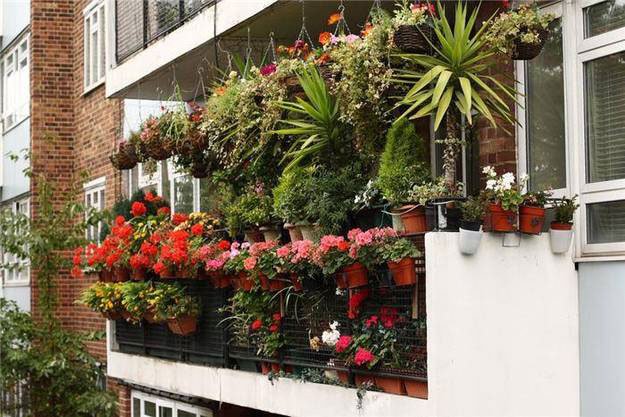42 идеи вертикального озеленения балкона