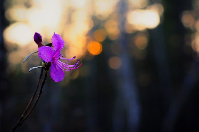 Цветение багульника - удивительное и чудесное зрелище