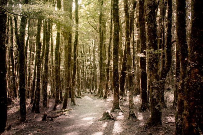 Эльфийские леса Новой Зеландии