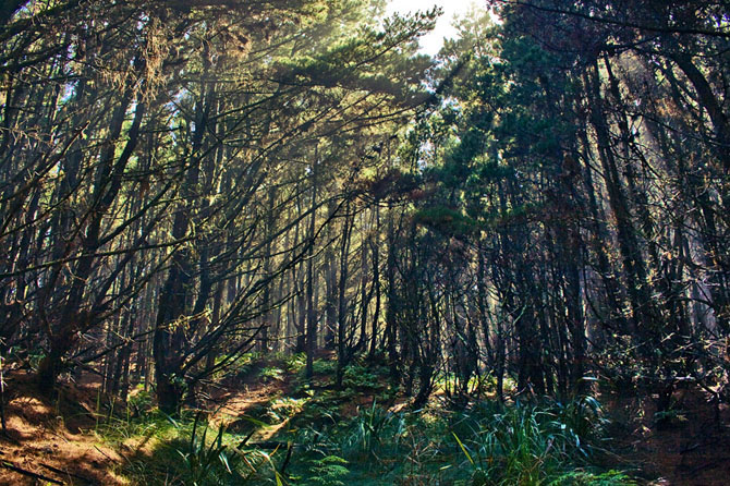 Эльфийские леса Новой Зеландии