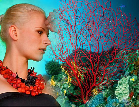 Кораллы - цветы моря