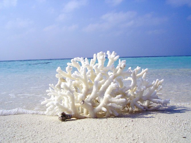 Магические и лечебные свойства белого коралла