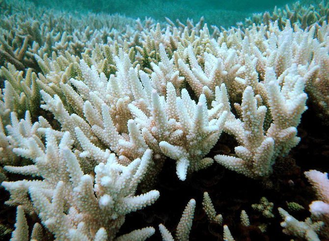Магические и лечебные свойства белого коралла