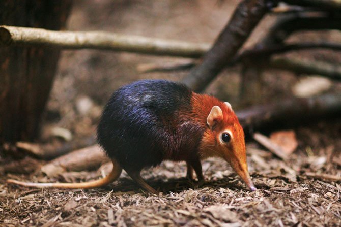 Миниатюрные зверушки: 11 самых маленьких и симпатичных животных