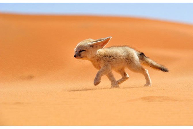 Миниатюрные зверушки: 11 самых маленьких и симпатичных животных