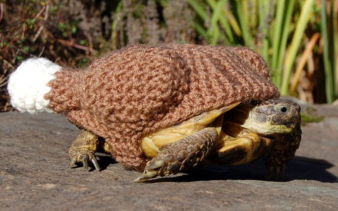 Необычные вязаные костюмы для черепах