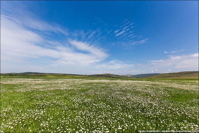 Ромашковые поля в Крыму